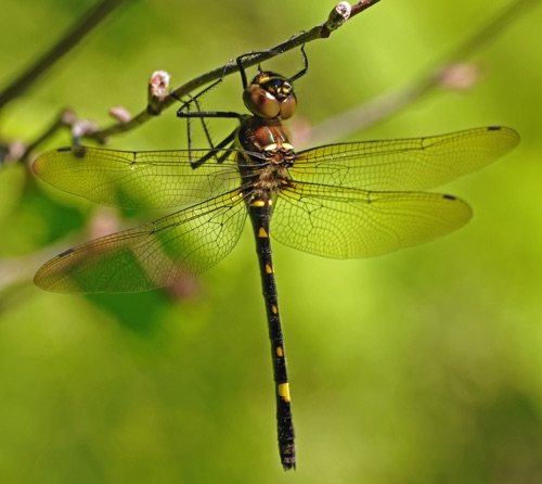 Female
2014_06_14_Sawyer_WI